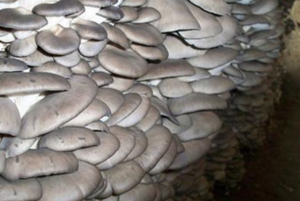 食用菌凈化車間原種、栽培種指標(biāo)